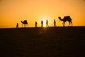 Rajasthan travel background - indian cameleers camel drivers with camels silhouettes in dunes of Thar desert on sunset. Royalty Free Stock Photo