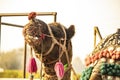 Rajasthani camel wth cklorful wears for ride at haveli karnal Royalty Free Stock Photo