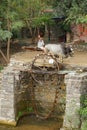 The Rajasthani farmer with his ox spins a water wheel to draw water from the river