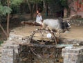 The Rajasthani farmer with his ox spins a water wheel to draw water from the river