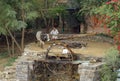 The Rajasthani farmer with his ox spins a water wheel to draw water from the river