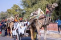 Rajasthani male on camel during bikaner camel festival