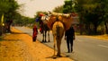 Rajasthani man walking with his family and his camel on the side of the road Royalty Free Stock Photo