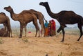 Rajasthani rural women collecting camel stool to use these as fuel at home.