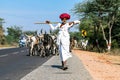 Rajasthani shepherd and its herd of cows