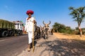 Rajasthani shepherd and its herd of cows