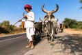 Rajasthani shepherd and its herd of cows