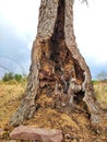 It is a Rajasthani tree named Khejdi, still alive despite not getting sufficient amount of water, the termite hollowed it out.