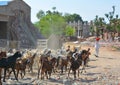 A Rajasthani tribal man wearing traditional colorful turban and brings his flock of goats