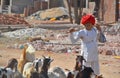 A Rajasthani tribal man wearing traditional colorful turban and brings his flock of goats