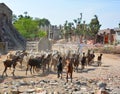 A Rajasthani tribal man wearing traditional colorful turban and brings his flock of goats