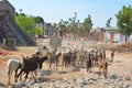 A Rajasthani tribal man wearing traditional colorful turban and brings his flock of goats