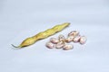 Rajma beans or red kidney beans in white background, Satara, Maharashtra