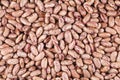 Rajma Chitra (Speckled Kidney Beans, Spotted kidney beans) Royalty Free Stock Photo