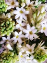 Rajnigandha white flowers bunch