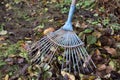 Rake cleaning of fallen dead leaves in late autumn Royalty Free Stock Photo