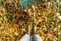 Rake with fallen leaves in autumn. Gardening during fall season. Cleaning lawn from leaves. Gardener woman raking up autumn leaves Royalty Free Stock Photo