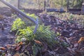 Rake with fallen leaves in the fall. Cleaning the garden in the fall. There is a place for text.