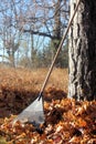 Rake Leaning Against a Tree