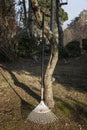 A rake leaning against a tree at sunset