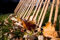 Rake and Leaves Royalty Free Stock Photo