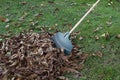 Rake leaves in the garden