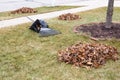 Raked autumn leaves on a mowed lawn in a garden Royalty Free Stock Photo