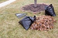 Raked pile of dried autumn leaves in a garden Royalty Free Stock Photo