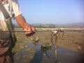 Rakhine Squid Fisher