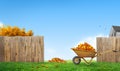 raking autumn leaves in garden backyard lawn, wooden fence and house Royalty Free Stock Photo