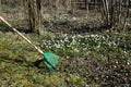 Raking dry leaves among flowers at spring Royalty Free Stock Photo