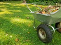 Raking fall leaves in garden. Wheelbarrow full of dried leaves