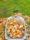 Raking fall leaves in garden