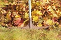 Raking fallen autumn leaves