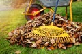 Raking fallen autumn leaves in the garden on sunny fall day. leaf pile and rake