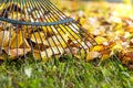 Raking fallen leaves in the garden