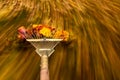 Raking fallen leaves in the garden. Rake in motion as it is dragging colorful autumn leaves over the grass of a yard.