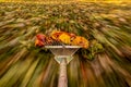 Raking fallen leaves in the garden. Rake in motion as it is dragging colorful autumn leaves over the grass of a yard. Royalty Free Stock Photo