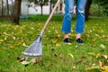 Raking fallen leaves in garden. Woman holding a rake and cleaning lawn from leaves during autumn season Royalty Free Stock Photo