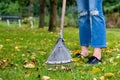 Raking fallen leaves in garden. Woman holding a rake and cleaning lawn from leaves during autumn season Royalty Free Stock Photo