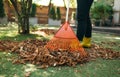 Raking fallen leaves from the lawn. Cleaning up fallen leaves in the garden. Using a plastic fan rake to clean the lawn from