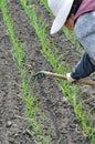 Raking of garlic plantation Royalty Free Stock Photo