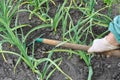 Raking of garlic plantation Royalty Free Stock Photo