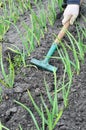 Raking of garlic plantation Royalty Free Stock Photo