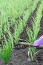 Raking of garlic plantation Royalty Free Stock Photo