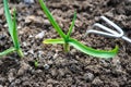 raking of garlic plantation in the vegetable garden Royalty Free Stock Photo