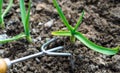 raking of garlic plantation in the vegetable garden Royalty Free Stock Photo