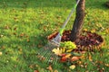 raking leaves. Autumn cleaning in the garden. Royalty Free Stock Photo