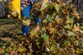 Closeup of dried fall leaves being raked by a man Royalty Free Stock Photo