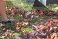 Raking leaves in Autumn in the garden. Doing Garden maintenance. Royalty Free Stock Photo
